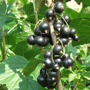 Blackcurrant