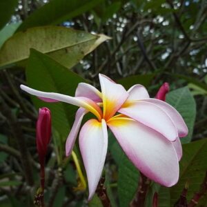 Frangipani