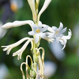 Tuberose