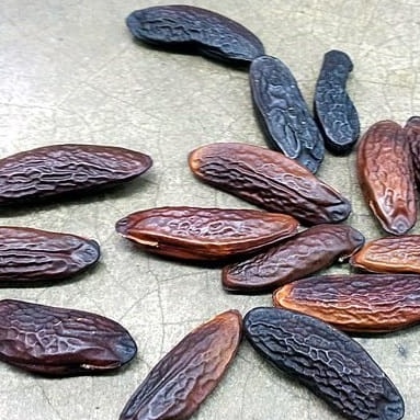 Tonka Bean