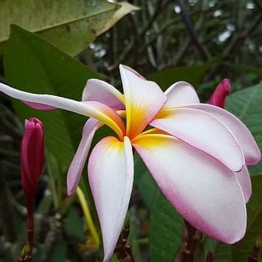 Tuberose