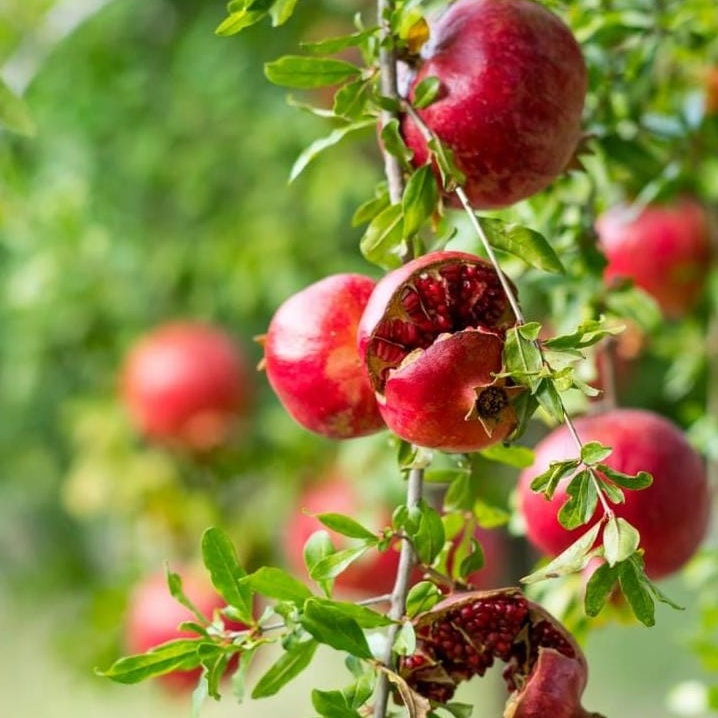 Pomegranate
