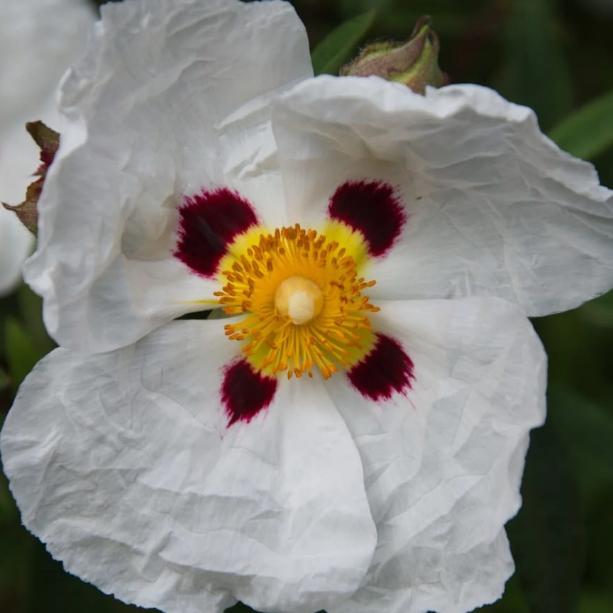 Rock Rose